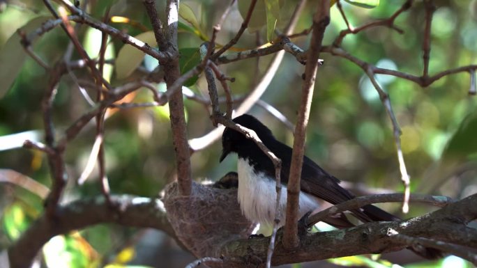 在Boondall湿地环境的繁殖季节，保护母亲威利wagtail，河尾鱼跳上树枝上的巢，坐在它的后代