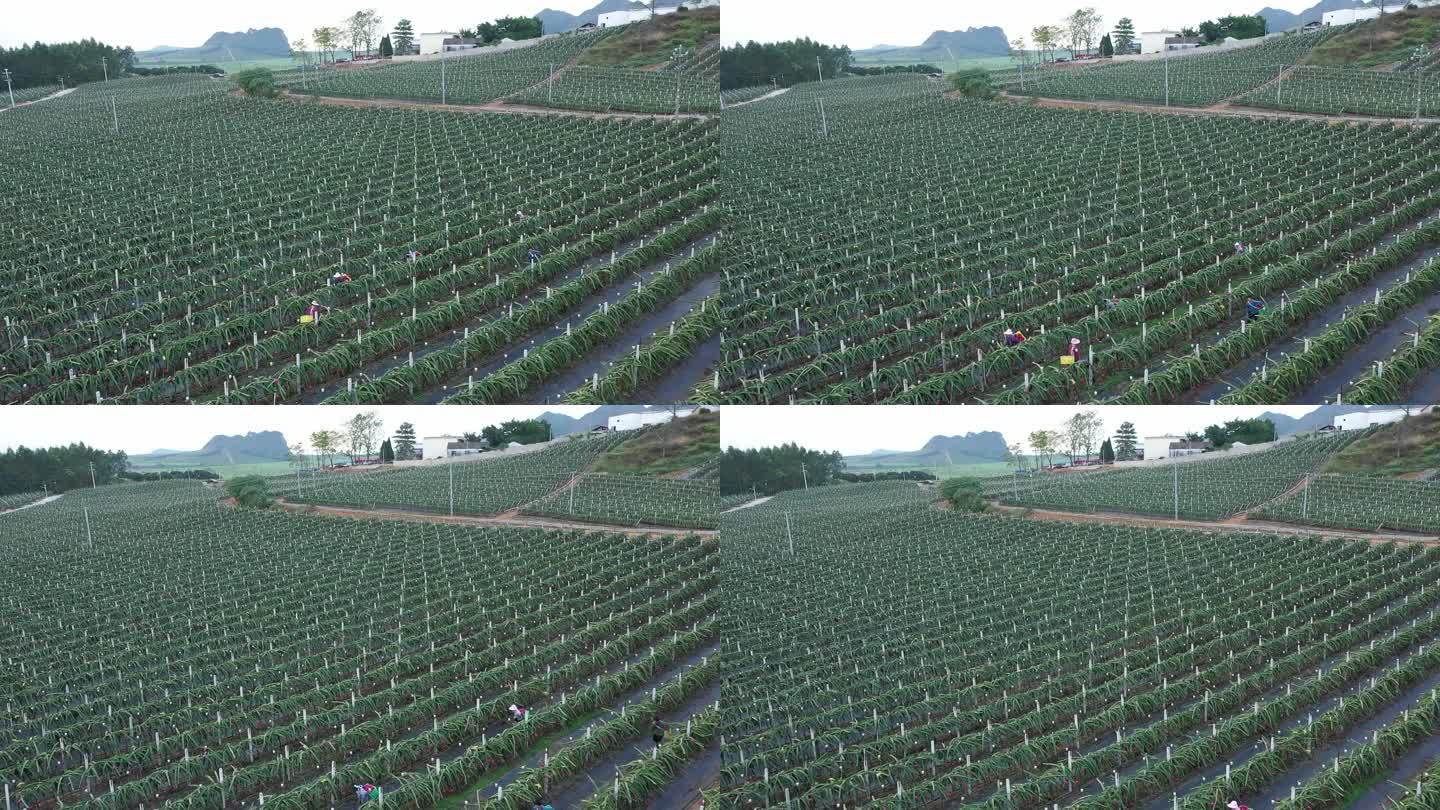 广西4K航拍火龙果种植基地