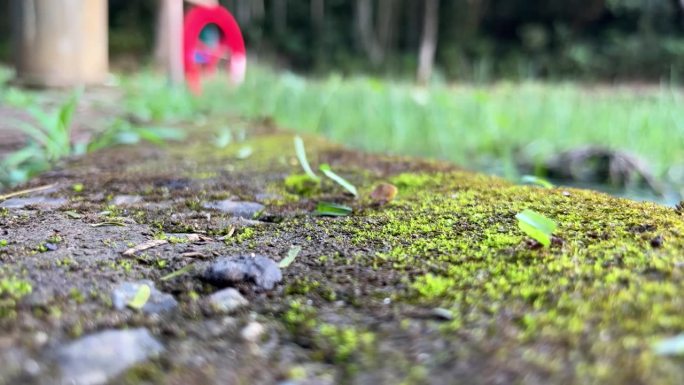 蚂蚁搬运树叶的特写镜头，背景是池塘和磨坊的轮子