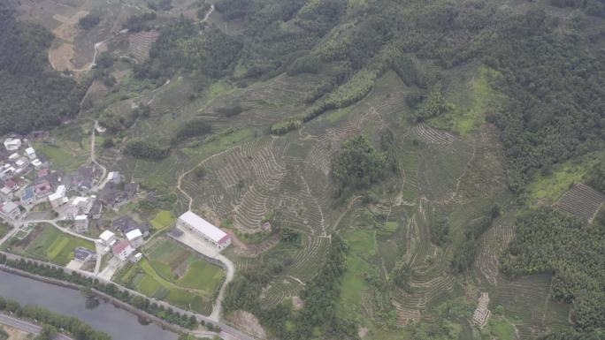 福建省龙岩市漳平水仙生态茶园航拍