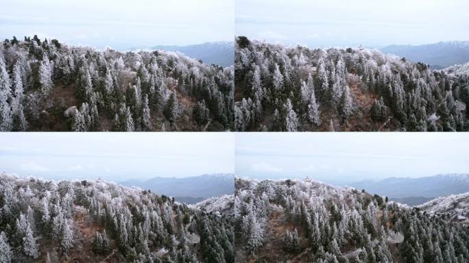 湖南南岳衡山松树凇雪景祝融峰