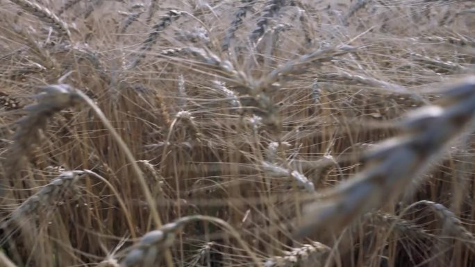 傍晚的小麦巨像。4k的慢动作视频