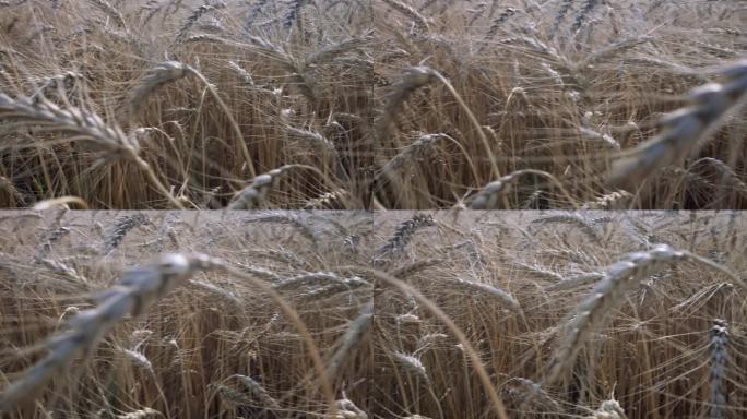 傍晚的小麦巨像。4k的慢动作视频