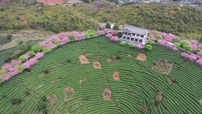 福建省龙岩市漳平市永福樱花园自然风光航拍