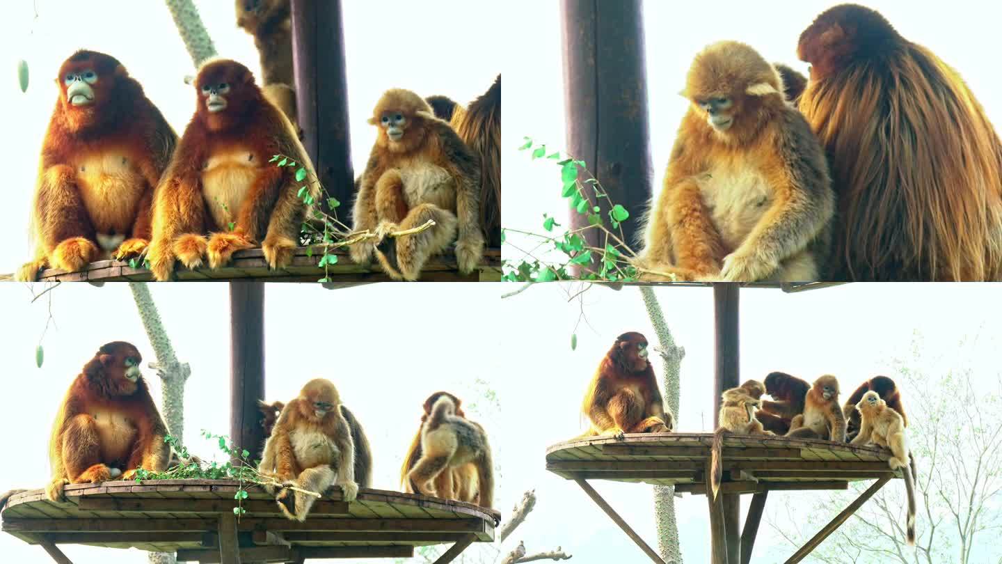 广州长隆野生动物园金丝猴
