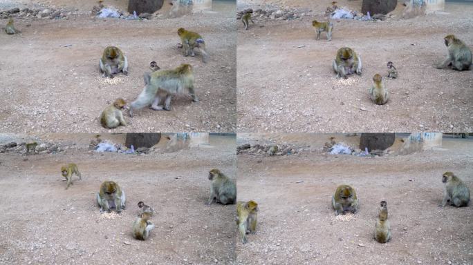 摩洛哥，阿尔法猴子正在吃人类供应的坚果