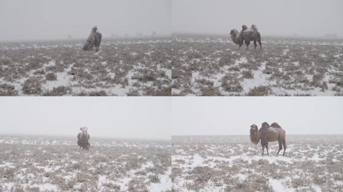 雪中觅食骆驼  暴风雪 下雪 雪花 风雪