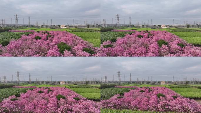 中国广东省广东省广州市南沙马克村紫花风铃