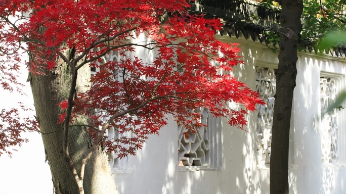 园林漏窗边的美丽红枫