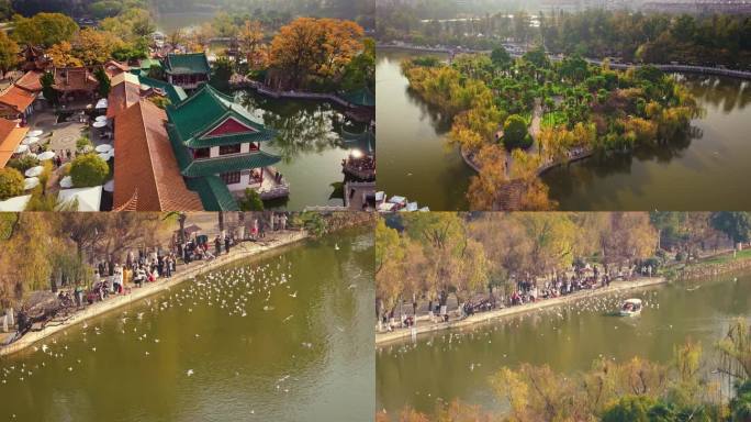 昆明翠湖公园红嘴海鸥飞翔航拍高清4K视频