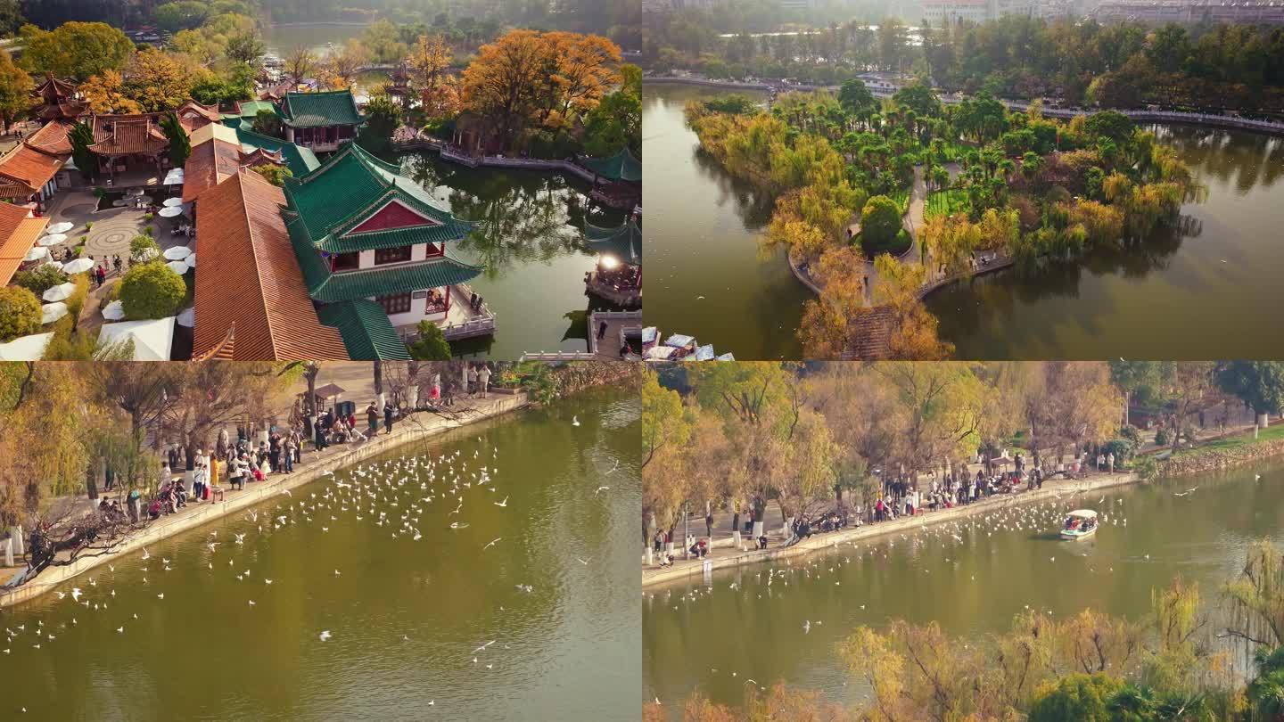 昆明翠湖公园红嘴海鸥飞翔航拍高清4K视频