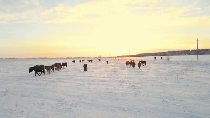 野马在冬季牧场上吃草，在极地纬度地区的冬季从雪下获取食物。冬天的田野上，马优雅地用蹄子在雪下掘草。冬