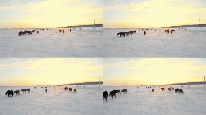 野马在冬季牧场上吃草，在极地纬度地区的冬季从雪下获取食物。冬天的田野上，马优雅地用蹄子在雪下掘草。冬