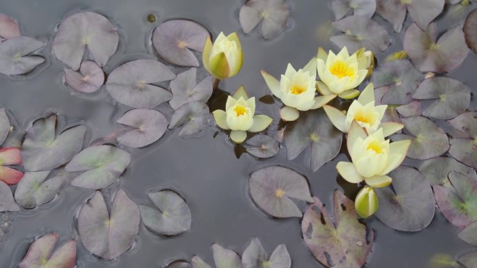 一朵黄色的莲花开在水面上。
