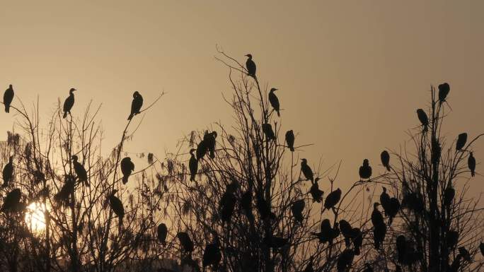 夕阳下栖息在树上的鸟群