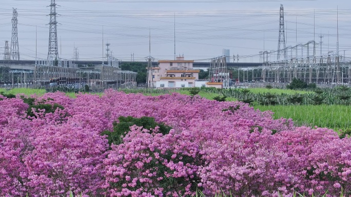 中国广东省广东省广州市南沙马克村紫花风铃