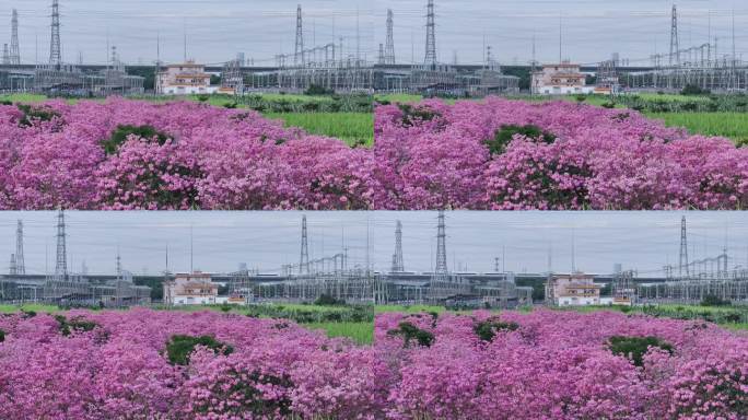 中国广东省广东省广州市南沙马克村紫花风铃