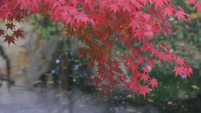 唯美临水红枫红叶