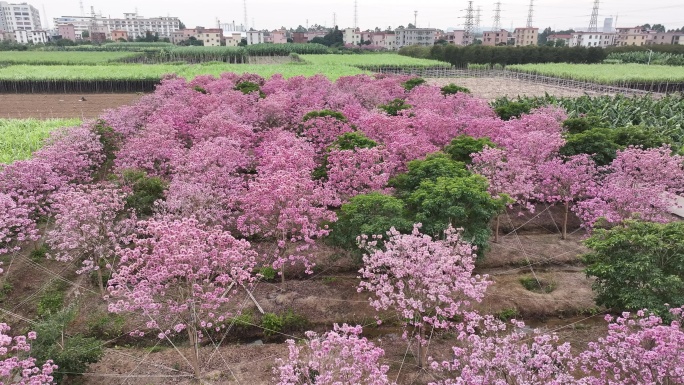 中国广东省广东省广州市南沙马克村紫花风铃