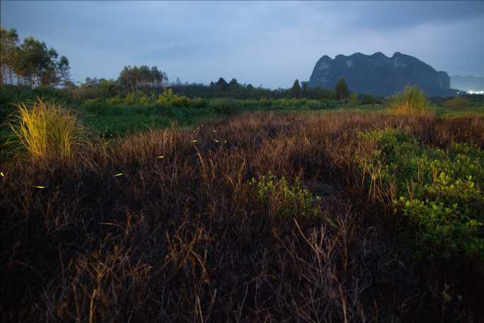 萤火虫飞飞大明山