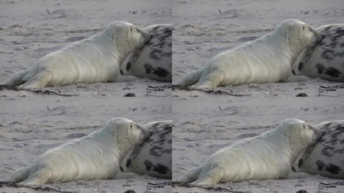小海豹吮吸着妈妈的奶头，进食，灰色海豹，灰海豹