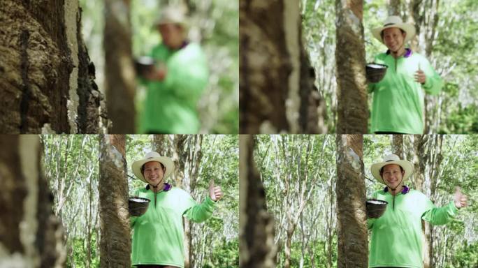 快乐的亚洲人寻找优质乳胶，从橡胶林的橡胶树上敲打乳胶。