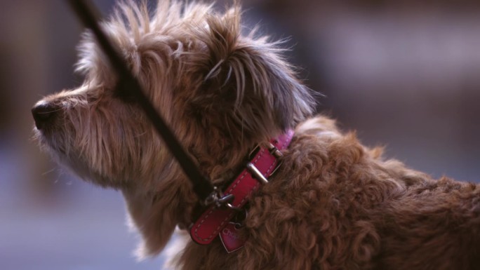 一只拴着皮带的小猎犬仰望天空的慢动作镜头。