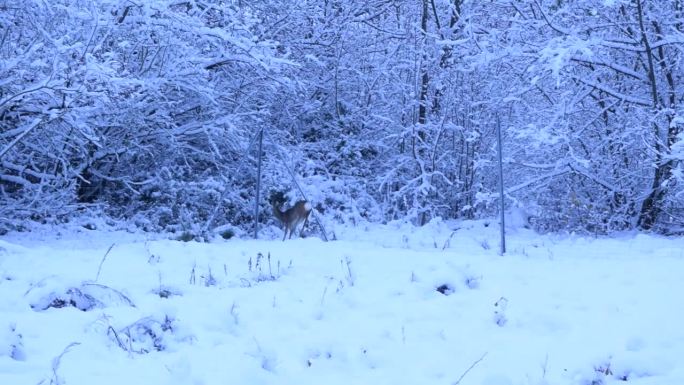 欧洲野鹿在皑皑白雪中奔跑，试图跳过围栏。