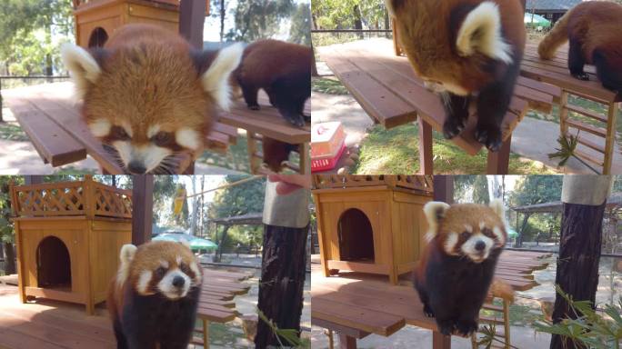 第一视角和小熊猫互动 4k 动物实拍