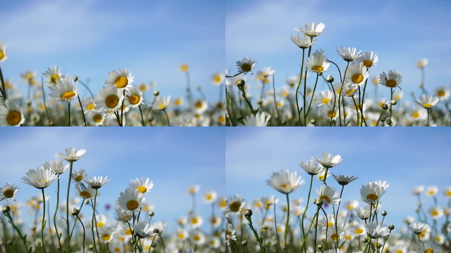 洋甘菊。白色的雏菊花在夕阳下的绿草地上随风摇曳。洋甘菊田，绿草衬蓝天。特写慢镜头。自然，花朵，春天，