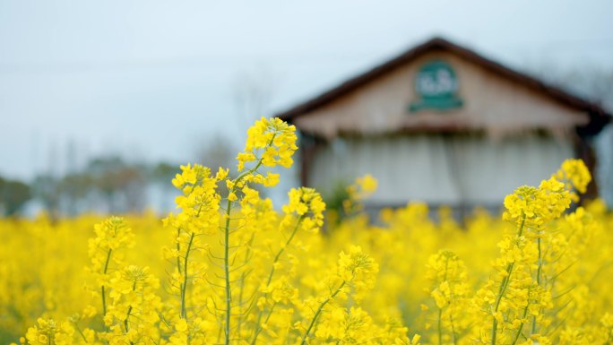 油菜花田春天美景