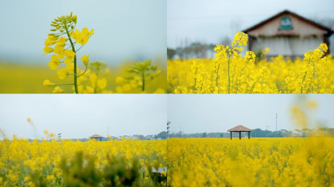 油菜花田春天美景