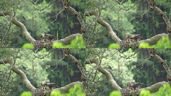 两只爪哇鹰，妈妈和幼崽在巢里吃鲜肉