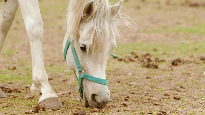 马跑运动，马吃草。牧场上美丽的母马。白色种马，盛装舞步。在户外喂养家畜。自然，夏日景观。
