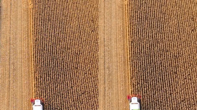 空中无人机拍摄的联合收割机收获玉米田在晴天