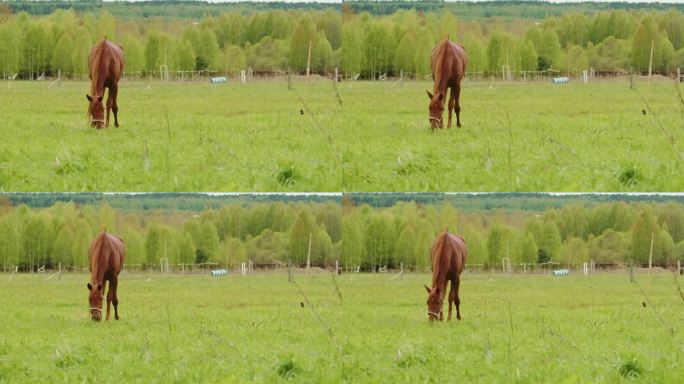 马跑运动，马吃草。牧场上美丽的母马。棕色种马，盛装舞步。在户外喂养家畜。自然，夏日景观。