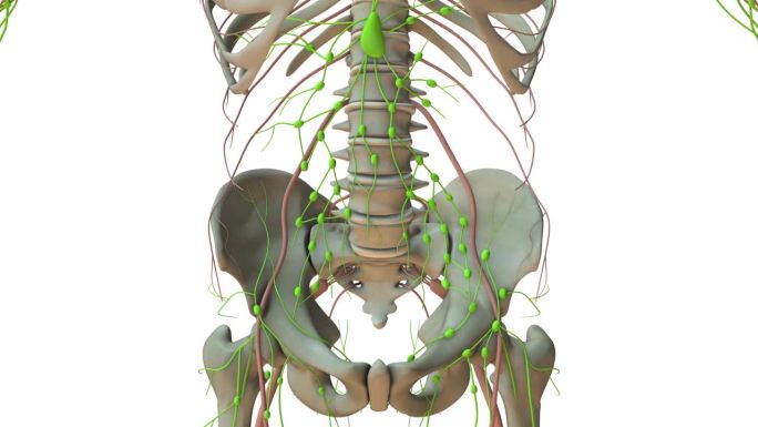 人体淋巴系统解剖学