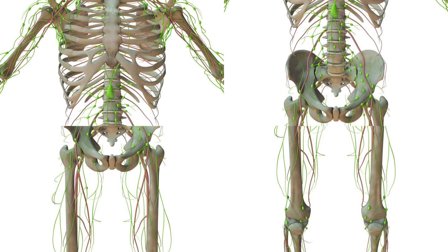 人体淋巴系统解剖学