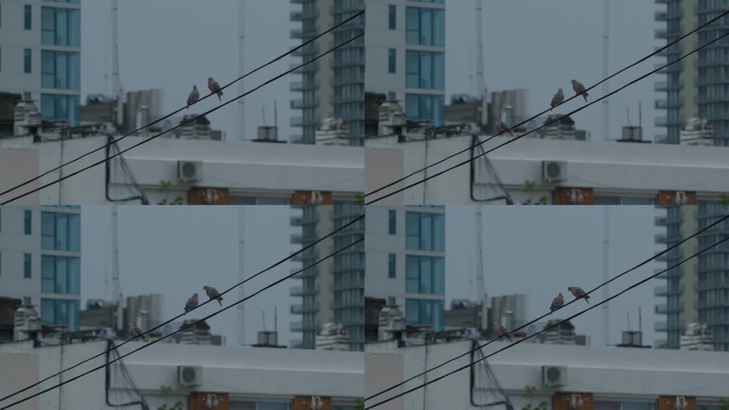 两只鸟并排坐在随风摇曳的电线上，第三只鸟飞进来，其中一只飞向电线
