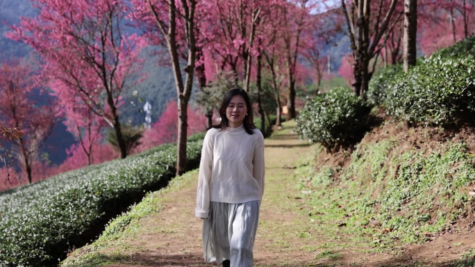 在樱花茶园里行走放松的年轻女子唯美慢镜