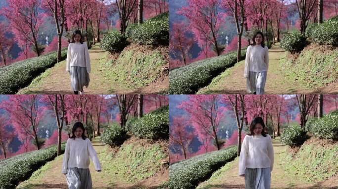 在樱花茶园里行走放松的年轻女子唯美慢镜