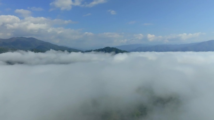 鸟瞰云和雾在山上俯瞰混交林。苍翠的落叶乔木带云气，自然生态丰富，保护环境