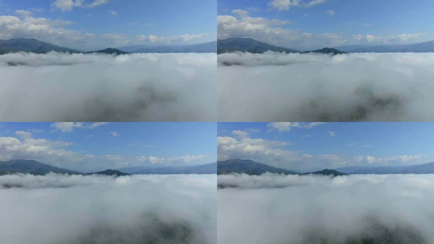 鸟瞰云和雾在山上俯瞰混交林。苍翠的落叶乔木带云气，自然生态丰富，保护环境