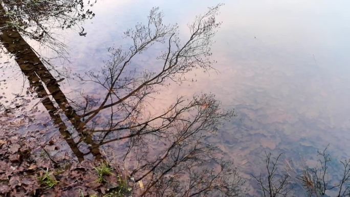 树冠在湖水中的倒影