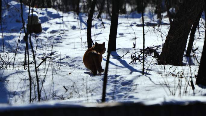 雪中肥猫