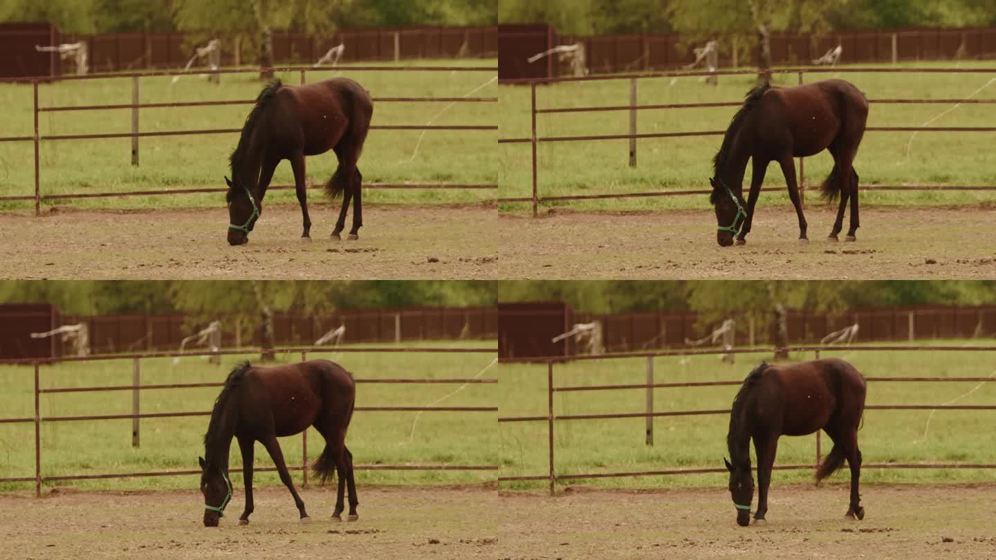 马跑运动，马吃草。牧场上美丽的母马。棕色种马，盛装舞步。在户外喂养家畜。自然，夏日景观。