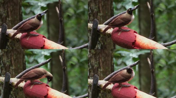 印度尼西亚西巴布亚的小天堂鸟或小天堂鸟的雌性