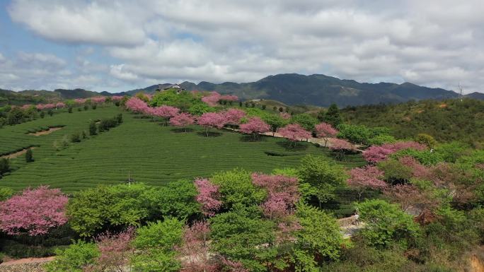 福建省龙岩市漳平市永福樱花园自然风光航拍