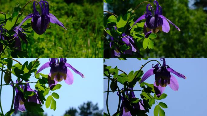 春夏森林，紫色的水仙花，近距离观看。阳光,清新