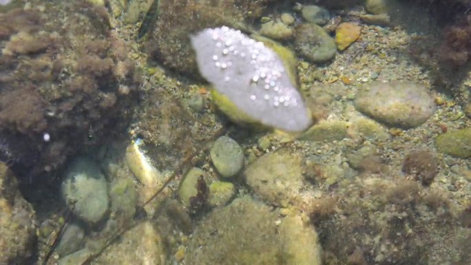 阳光照射在希腊科孚岛Limni海滩的浅海小砾石上，这里的海水清澈透明，鱼儿在水里游动